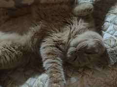 -米苏动物医院·犬猫专科·骨科外科内窥镜