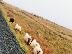 -Pakkhús Restaurant