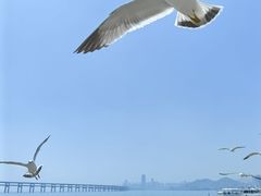 -星海湾跨海大桥