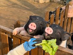 -HERRE·FARM 赫尔露营农场·团建聚会包场