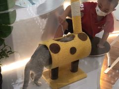 -COLOR PETS 撸猫馆·购猫·猫咖(长风大悦城店)