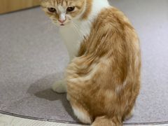-猫和宫(六道口店)