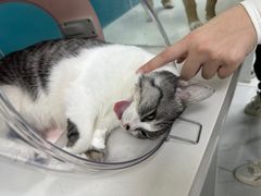 -乖乖宠物医院·猫科·急重症中心(车站北路分院)