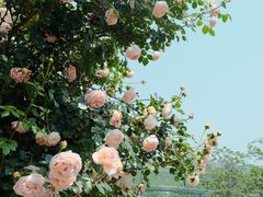 -漫花庄园
