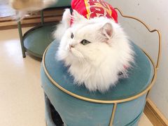 -猫在这儿猫咪咖啡馆·撸猫馆