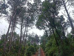 -青龙山国家森林公园
