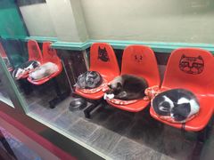 -猫咪博物馆(顶澳仔猫街店)