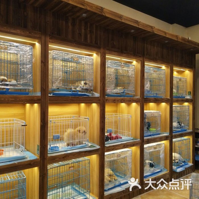 猫狗帮宠物活体售卖宠物店