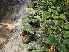 -喜杨洋草莓采摘园