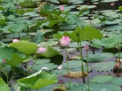 -三圣花乡旅游区