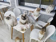 -喵的天空名猫咖啡馆·撸猫·猫舍·用品