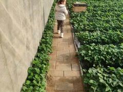 -大自然农场蔬菜草莓采摘园