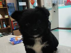 -安安宠医·臻爱宠物医院·宠保定点(营门口路分院)