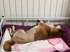 -伟伟宠物医院·CT影像中心·瑞派犬猫综合性门诊(汉口总院)