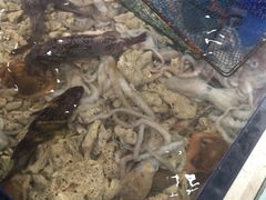 -吕宋海鲜楼