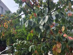 -小仙居·农家宴烤羊· 农庄