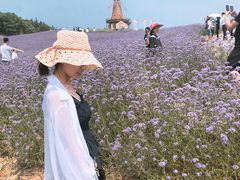 -大塘金香草谷