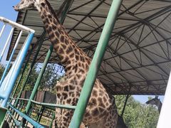 -秦皇岛野生动物园