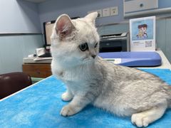 -纳吉亚猫专科动物诊疗中心(蒋宅口分院)