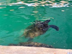 -广东惠东海龟国家级自然保护区