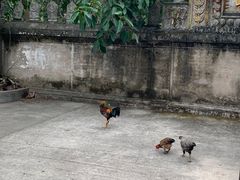 -西双版纳傣族园