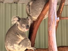 -费瑟代尔野生动物园