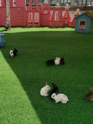 -萌宠亲子动物乐园(槐房万达店)