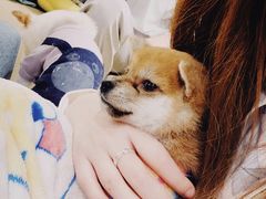 -逗柴咖啡屋·狗咖猫咖宠物桌游