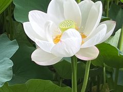 -桂湖森林公园