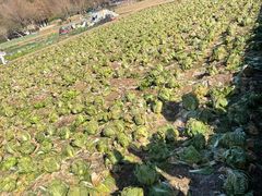 -八卦田遗址公园