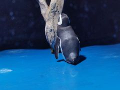 -青岛海底世界-水族馆