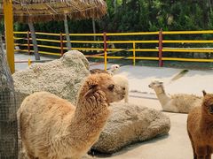 -西霞口神雕山野生动物世界