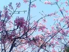 -顺峰山公园
