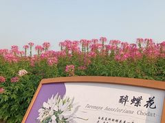 -径山花海