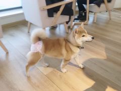 -柴犬小屋·柴餐厅·狗咖食堂(金鼎广场店)