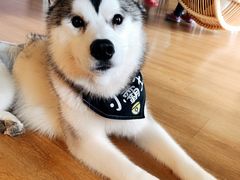 小霸王-Husky Go! 哈士奇体验馆·宠物咖啡厅狗咖