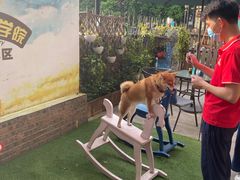 -柴犬高等学院·狗咖·柴犬售卖·宠物训练
