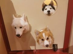 -和它·交个朋友·狗咖猫咖(爱琴海店)