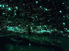 -怀托摩萤火虫洞