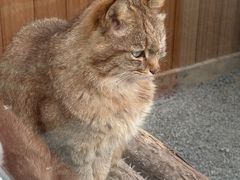 -青藏高原野生动物园