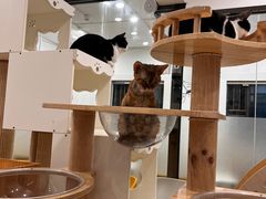 -有喵·猫咖·狗咖·30几只猫10只小狗(岗厦店)