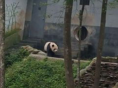 -中国大熊猫保护研究中心雅安碧峰峡基地