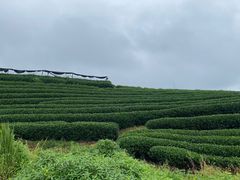-龙坞茶村