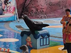 -海合安成都极地海洋公园
