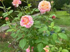 -马哥孛罗咖啡厅·Cafe Marco (厦门马哥孛罗东方大酒店)