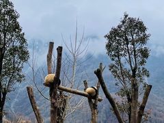 -卧龙中华大熊猫苑神树坪基地