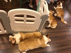 -柯斗斗主题餐厅·狗咖·围炉煮茶·茶饮(国瑞升平里店)