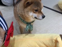 -逗柴咖啡屋·狗咖猫咖宠物桌游