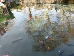 -趵突泉景区