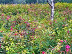 -汉长安城未央宫国家考古遗址公园